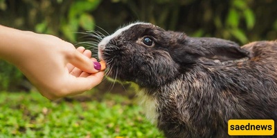Causes of Rabbit Biting and Effective Ways to Prevent It