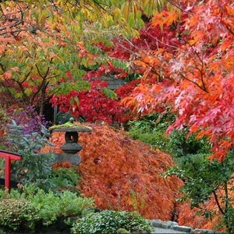 Please Visit This Flower Garden in the Autumn Chill