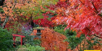 Please Visit This Flower Garden in the Autumn Chill