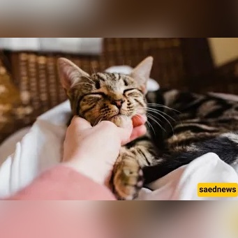 You Touched a Cat — Does That Make Your Hand Impure? The Short Answer Everyone’s Asking