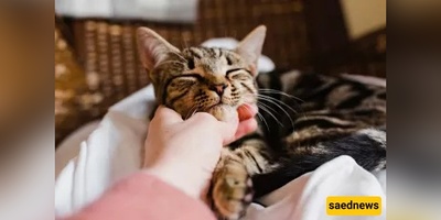 You Touched a Cat — Does That Make Your Hand Impure? The Short Answer Everyone’s Asking
