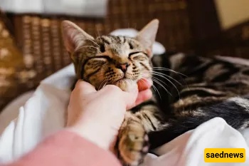 You Touched a Cat — Does That Make Your Hand Impure? The Short Answer Everyone’s Asking
