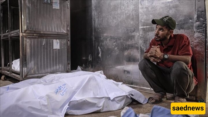 Israeli Forces Kill 77 Palestinians in Gaza in Past 24 Hours