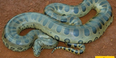 Wildlife Wonders: The Fascinating and Astonishing Shedding of a Giant Snake [Video]