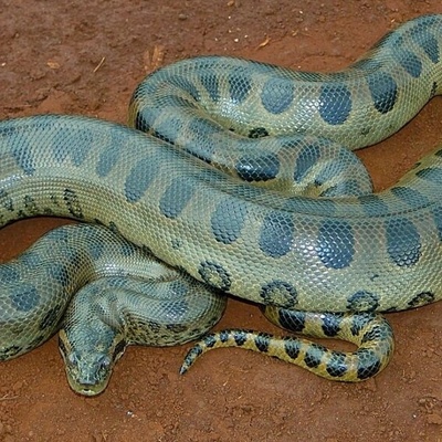 Wildlife Wonders: The Fascinating and Astonishing Shedding of a Giant Snake [Video]