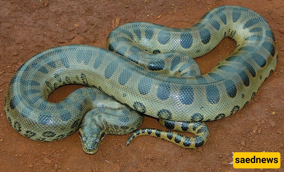 Wildlife Wonders: The Fascinating and Astonishing Shedding of a Giant Snake [Video]