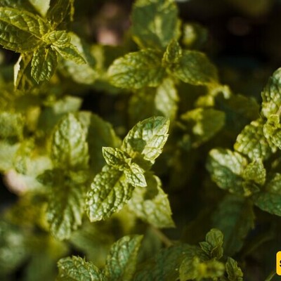 Benefits of Peppermint Extract for Skin and Hair + Migraine Pain Relief
