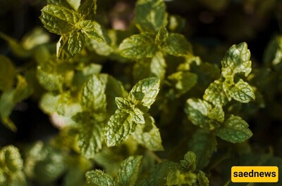 Benefits of Peppermint Extract for Skin and Hair + Migraine Pain Relief