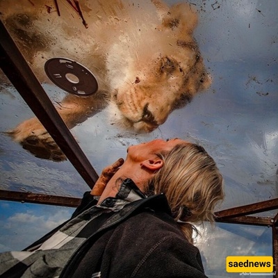 (Photos) Tourists in a Cage, Lions Free!