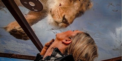 (Photos) Tourists in a Cage, Lions Free!