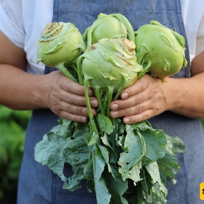 The Humble Kohlrabi With a Surprising Nutritional Profile: What You Should Know