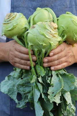 The Humble Kohlrabi With a Surprising Nutritional Profile: What You Should Know