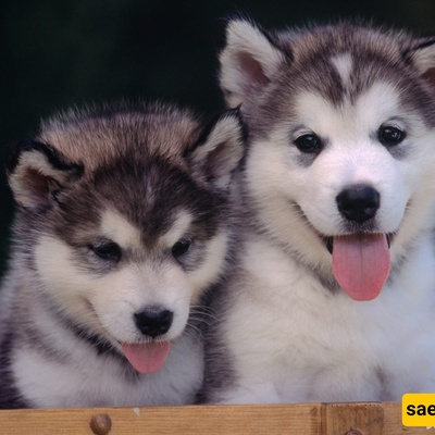 Stunning Discovery: 57,000-Year-Old Wolf Pup Mummy Unearthed by Miner-Turned-Archaeologist [+Photos]