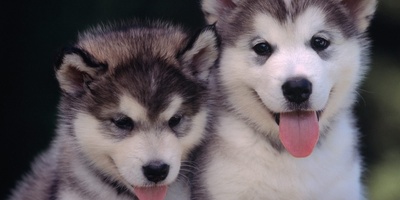 Stunning Discovery: 57,000-Year-Old Wolf Pup Mummy Unearthed by Miner-Turned-Archaeologist [+Photos]