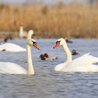 Miankaleh Wildlife Refuge: A Biodiversity Hotspot