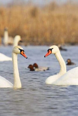 Miankaleh Wildlife Refuge: A Biodiversity Hotspot