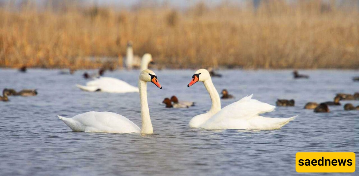 Miankaleh Wildlife Refuge: A Biodiversity Hotspot