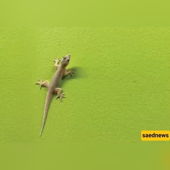 Is gecko blood impure? The quick ruling most people get wrong
