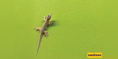 Is gecko blood impure? The quick ruling most people get wrong