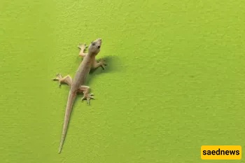 Is gecko blood impure? The quick ruling most people get wrong