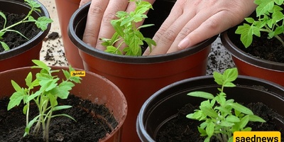 The Best Plants to Grow Indoors!