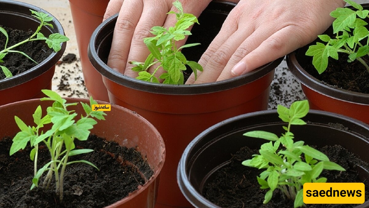 The Best Plants to Grow Indoors!