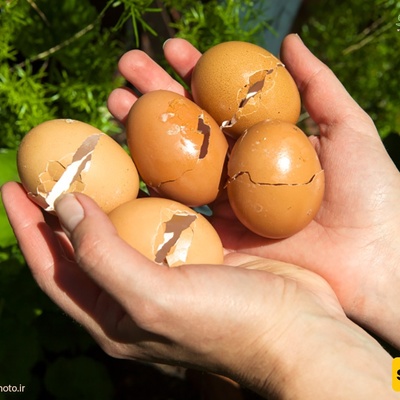 Making Plant Fertilizer from Eggshells and Its Interesting Benefits