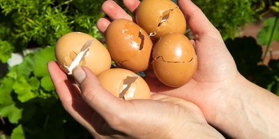 Making Plant Fertilizer from Eggshells and Its Interesting Benefits