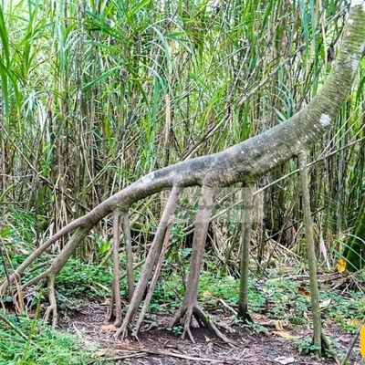 The Tree That Has “Feet” and Some Say It Walks