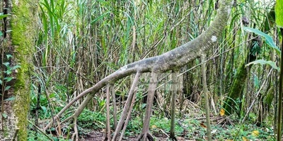 The Tree That Has “Feet” and Some Say It Walks