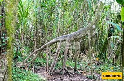 The Tree That Has “Feet” and Some Say It Walks
