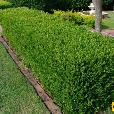 How to Grow and Care for Forest Boxwood