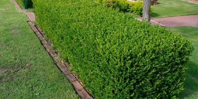 How to Grow and Care for Forest Boxwood