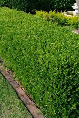 How to Grow and Care for Forest Boxwood