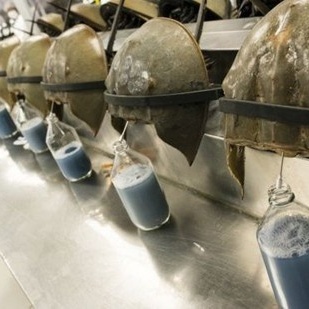 Blue Blood: The Crab That Saves Millions of Lives