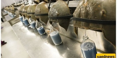 Blue Blood: The Crab That Saves Millions of Lives