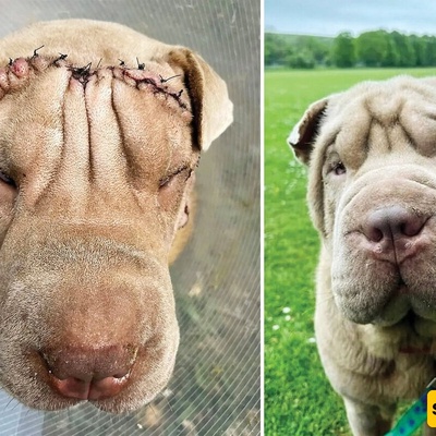 The Rise of Pet Cosmetic Surgery in Iran: From Botox and Fat Removal to Larynx Removal + Photos