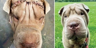 The Rise of Pet Cosmetic Surgery in Iran: From Botox and Fat Removal to Larynx Removal + Photos