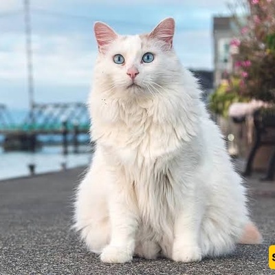 Everything You Need to Know About the Cat House in Van, Turkey