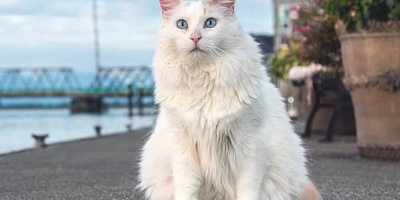 Everything You Need to Know About the Cat House in Van, Turkey