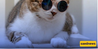 Feeling down? This Video Will Reset You 😂 / Viral Clip of a Cat Dancing and Swimming + video