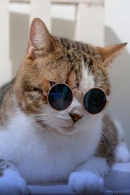 Feeling down? This Video Will Reset You 😂 / Viral Clip of a Cat Dancing and Swimming + video