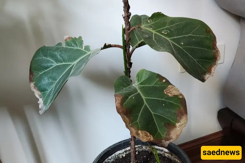 Changes in Leaf Color