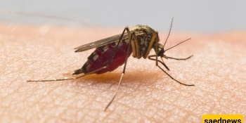 When Do Insect Bites Become Dangerous?