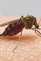 When Do Insect Bites Become Dangerous?