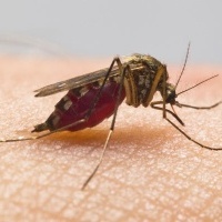 When Do Insect Bites Become Dangerous?