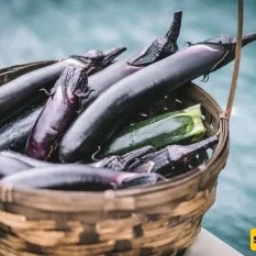 Tips for Storing Raw and Cooked Eggplant at Home