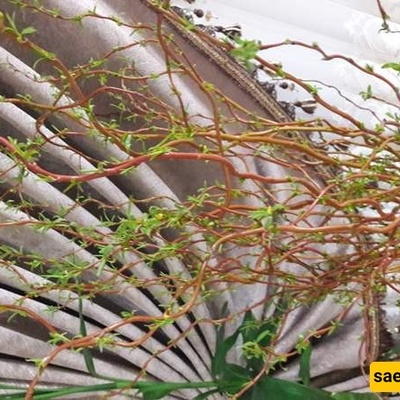 How to Cultivate and Care for Chinese Willow
