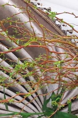 How to Cultivate and Care for Chinese Willow