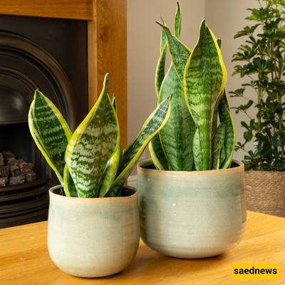 Low-Maintenance Plants for Busy People